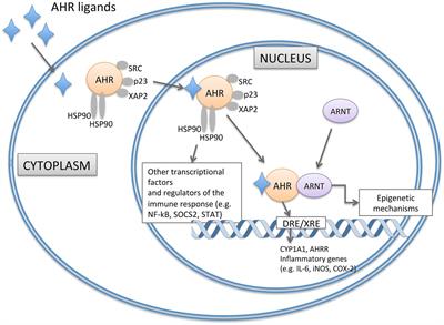 The aryl hydrocarbon receptor pathway: a linking bridge between the gut microbiome and neurodegenerative diseases